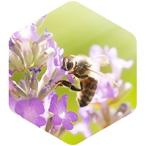 Engagements - abeilles en bonne santé