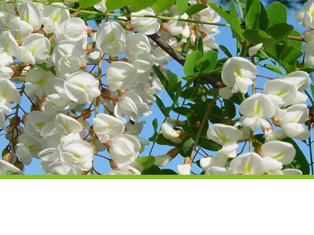 fleur acacia bio