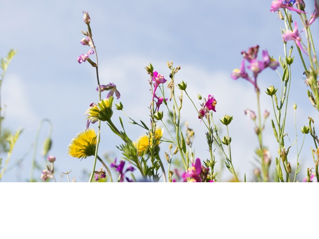 champs de fleurs