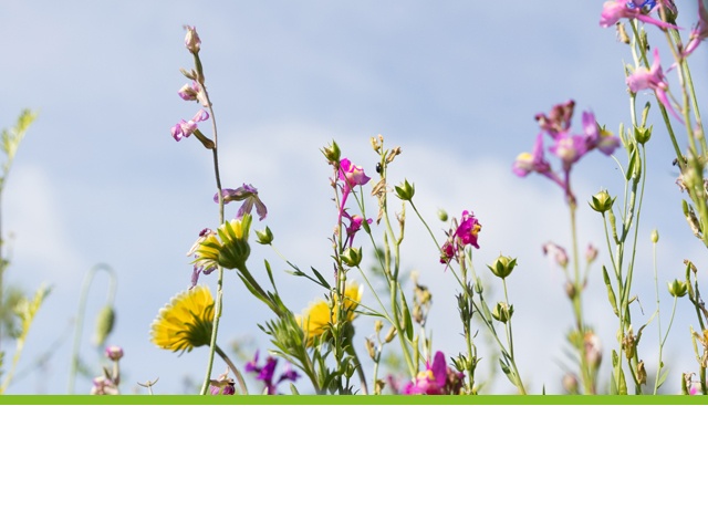 fleurs bio