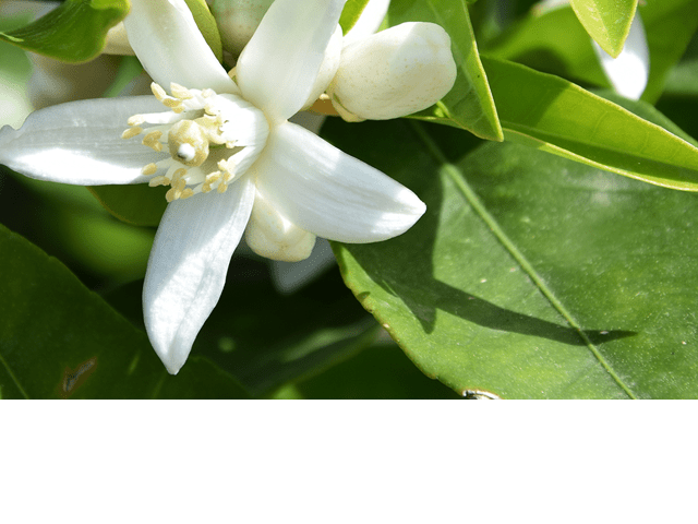 fleur d'oranger