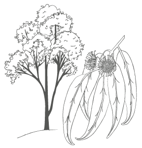 illus_eucalyptus_02 - Lune de Miel Meilleurs miels du monde