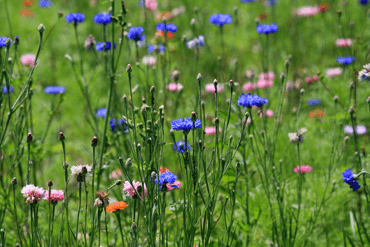 champs de fleurs