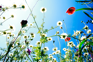fleurs et ciel