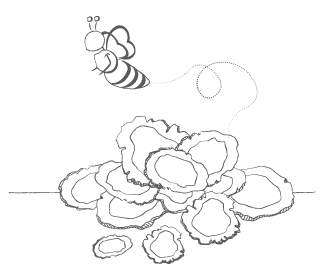 illus_bandeau_ginseng_3 - Lune de Miel Ginseng et abeille