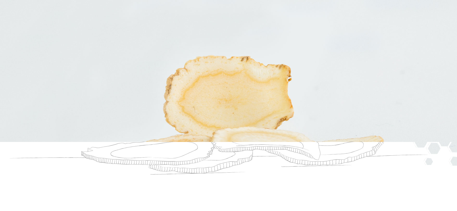 slider_illus_ginseng_03 - Lune de Miel Le ginseng