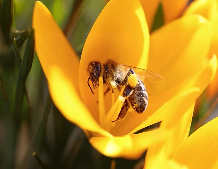 TIENS-COEUR-fleurs-abeille